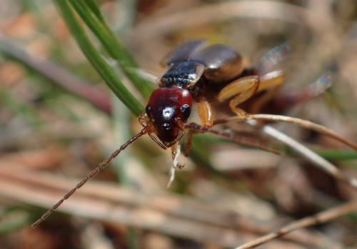 Forficula auricularia